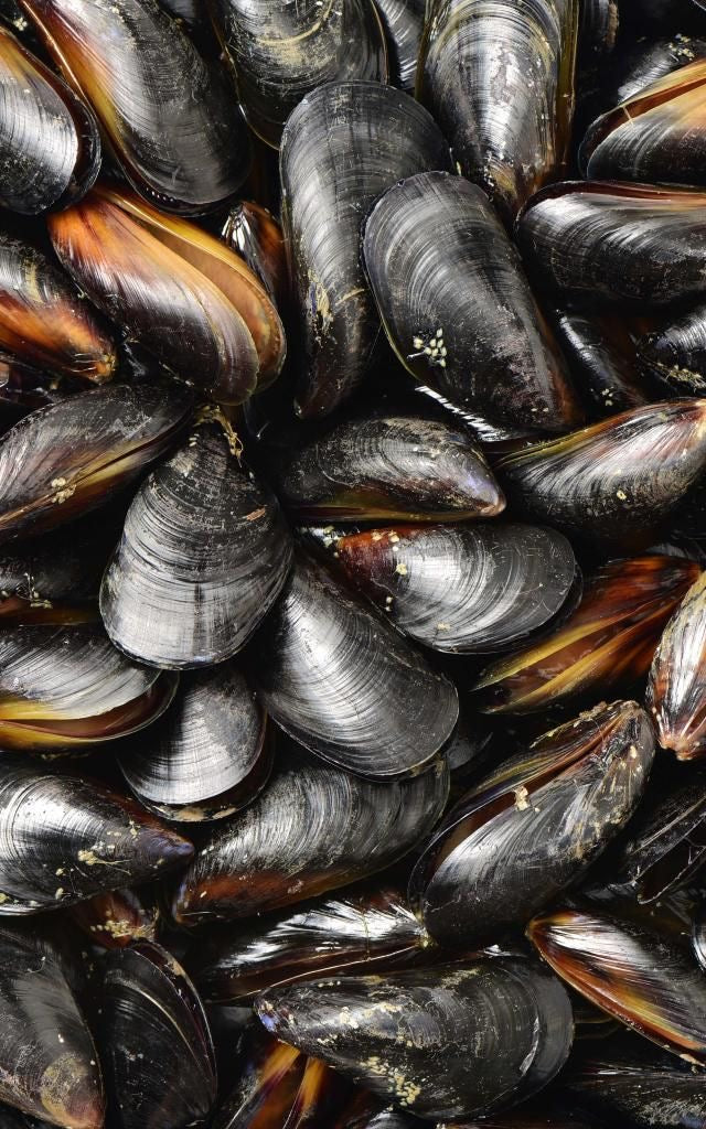 Mussels (Dagnje)